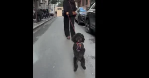İstanbul’da Sevinç Patlaması: Sokağa Çıkan Köpek 2 Patisi Üzerinde Yürüdü